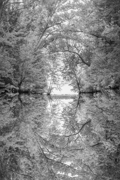 Reflection of Tree Branches in a River | Black and White Nature Photography | Abstract Poster - Photography Poster