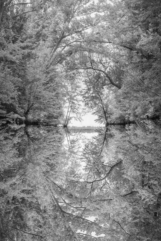 Reflection of Tree Branches in a River | Black and White Nature Photography | Abstract Poster - Photography Poster