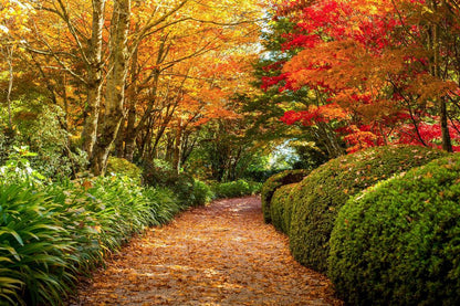 Footpath in Autumn at Mount Wilson Australia | Seasonal Landscape Photography | Nature Poster - Photography Poster