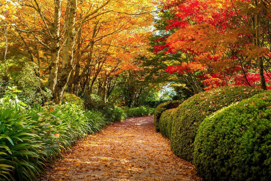 Footpath in Autumn at Mount Wilson Australia | Seasonal Landscape Photography | Nature Poster - Photography Poster