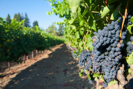 Grapes on the Vines at a Vineyard | Winery Photography Print | Kitchen & Wine Bar Poster - Photography Poster