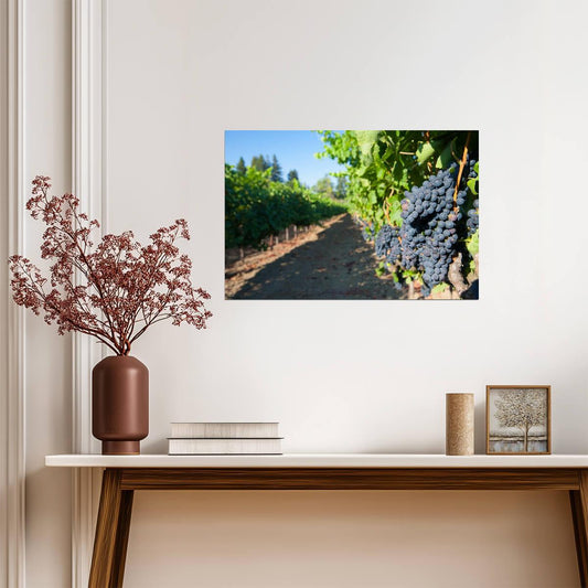Grapes on the Vines at a Vineyard | Winery Photography Print | Kitchen & Wine Bar Poster - Photography Poster