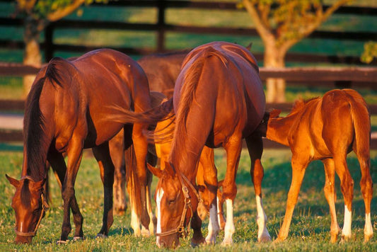 Thoroughbred Mares and Foals Grazing | Equestrian Photography | Horse Poster - Photography Poster