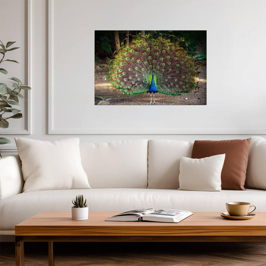 Wild Peacock with Feathers Spread | Bird Photography Print | Wildlife Poster - Photography Poster