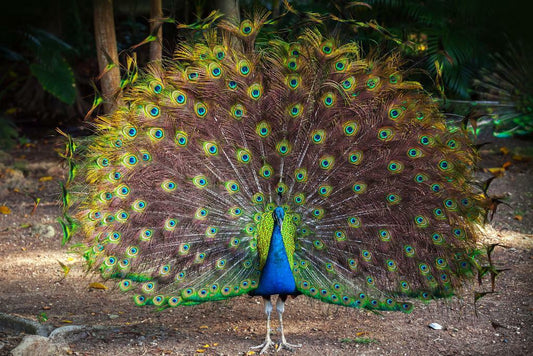 Wild Peacock with Feathers Spread | Bird Photography Print | Wildlife Poster - Photography Poster