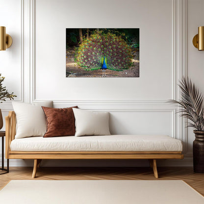 Wild Peacock with Feathers Spread | Bird Photography Print | Wildlife Poster - Photography Poster