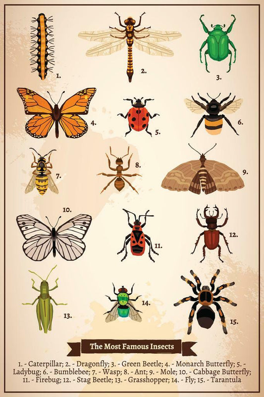 Famous Insects Chart Poster | Vintage Book Page Diagram | Scientific Illustration Art
