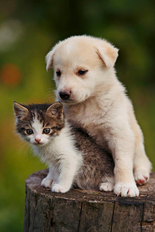 Cute Puppy and Kitten Embracing | Funny Animal Photography | Heartwarming Pet Poster - Photography Poster