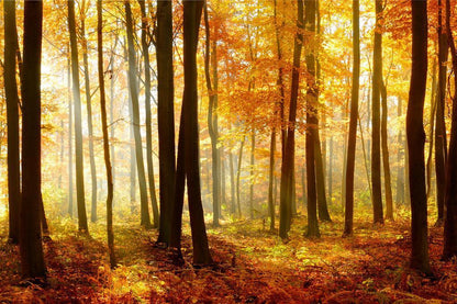 Autumn Beech Tree Forest with Sunlight | Nature Photography | Landscape Poster - Photography Poster