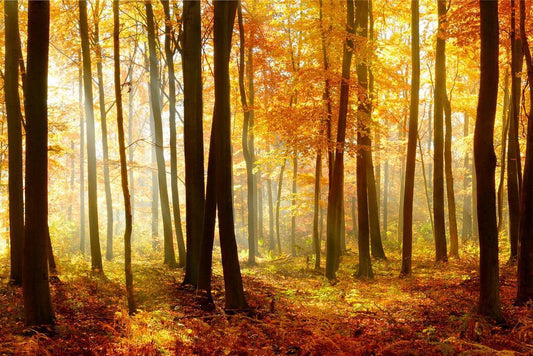 Autumn Beech Tree Forest with Sunlight | Nature Photography | Landscape Poster - Photography Poster