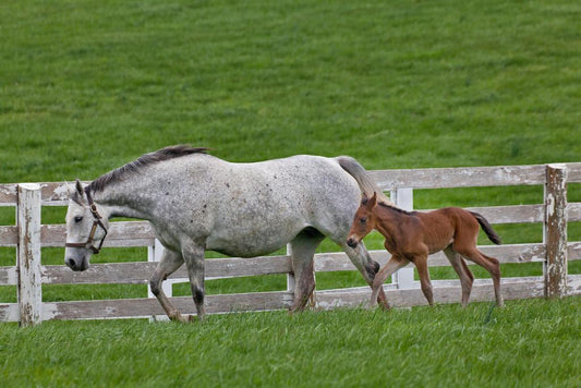 Female Thoroughbred and Young Foal | Equestrian Photography | Horse Poster - Photography Poster