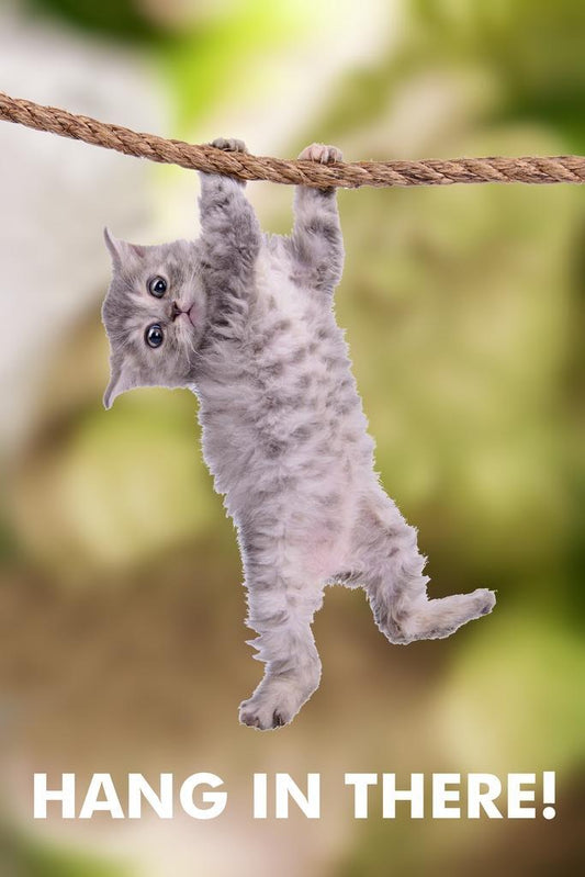 Hang in There | Cat Motivational Poster