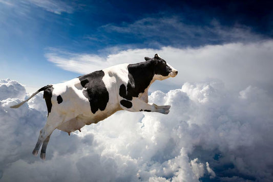 Flying Holstein Cow in the Clouds | Surreal Photography Art | Funny Animal Poster - Graphic & Art Poster