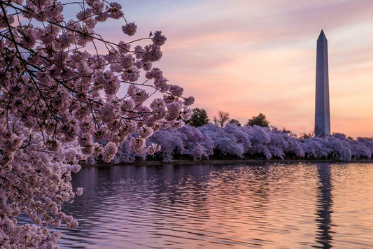 Cherry Blossoms at the Washington Monument | Washington D.C. Photography | Spring Poster - Photography Poster