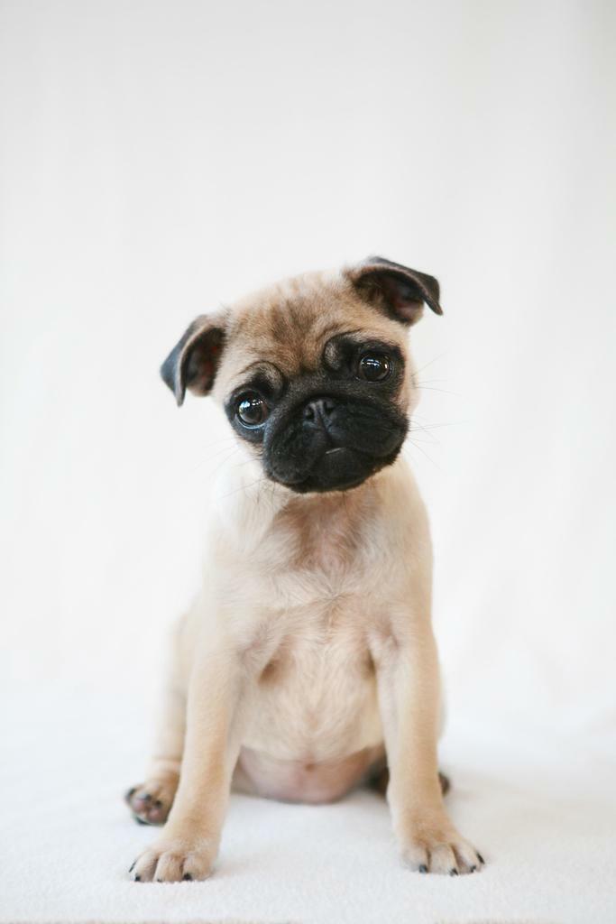 Pug Puppy Sitting Obediently | Cute Dog Photography | Pet Portrait Poster - Photography Poster