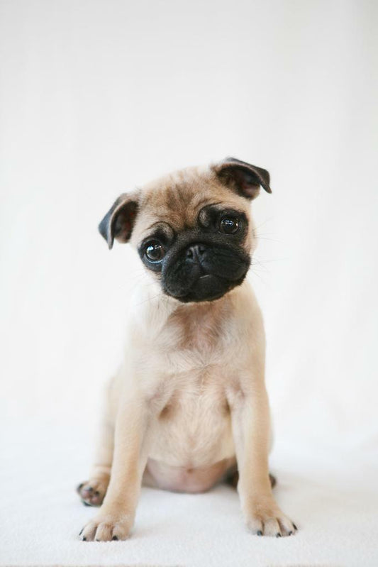 Pug Puppy Sitting Obediently | Cute Dog Photography | Pet Portrait Poster - Photography Poster