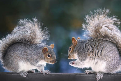 Two Squirrels on a Fence | Funny Animal Photography | "Squirrel Discussion" Poster - Photography Poster