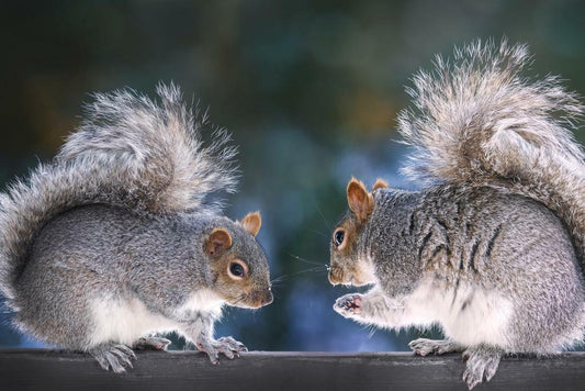 Two Squirrels on a Fence | Funny Animal Photography | "Squirrel Discussion" Poster - Photography Poster