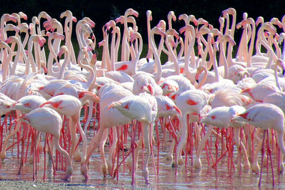 Flock of Flamingos at Ras Al Khor Sanctuary | Dubai Wildlife Photography | Bird Poster - Photography Poster