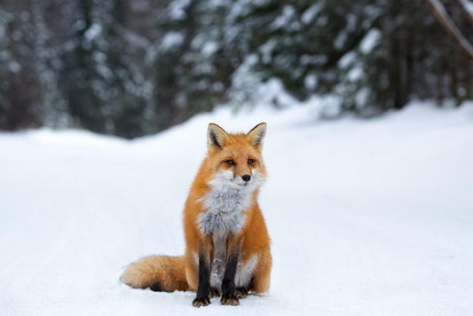 Red Fox in Snow Photo | Winter Wildlife Photography | Animal in Nature Poster - Photography Poster