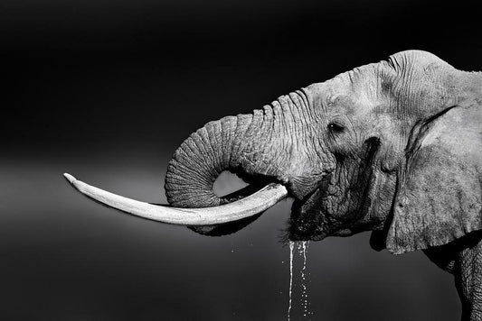 Elephant Bull Drinking Water | Black and White Wildlife Photography | Animal Poster - Photography Poster