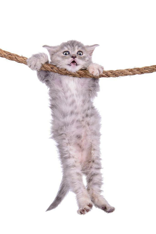 Kitten Hanging Onto a Rope | Inspirational "Hang in There" Style | Cute Animal Poster - Graphic & Art Poster