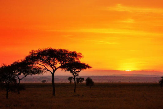 Serengeti Sunrise Panorama Photo | African Landscape | Nature & Wildlife Poster - Photography Poster