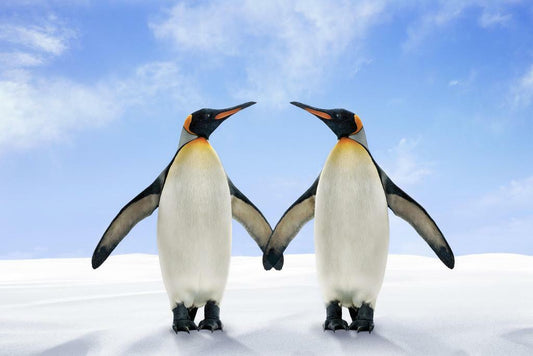 Two King Penguins Touching Wings | Antarctica Wildlife Photography | Animal Poster - Photography Poster