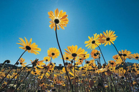 Wild Flowers in the Southern Namib Desert | South Africa Photography | Nature Poster - Photography Poster