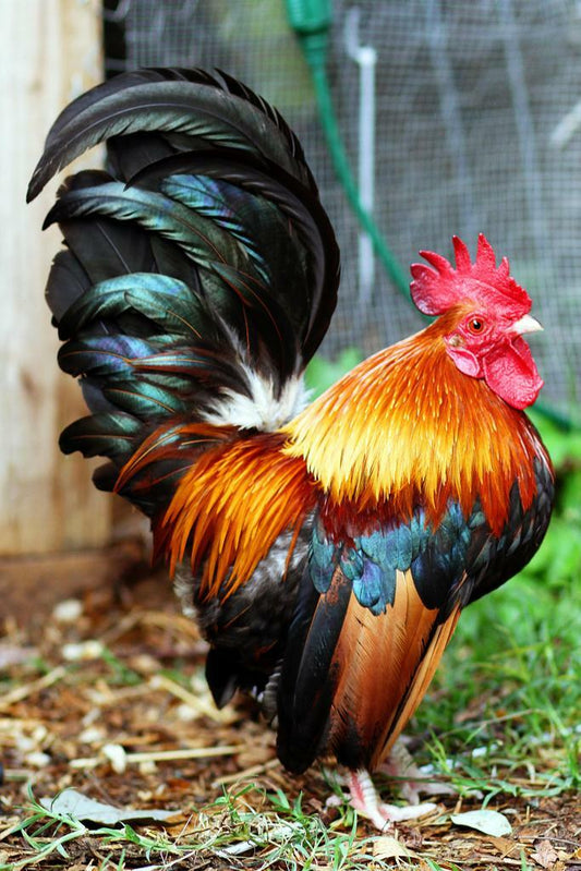 Malaysian Serama Rooster Photo | Colorful Bird Portrait | Farm Animal Photography - Photography Poster
