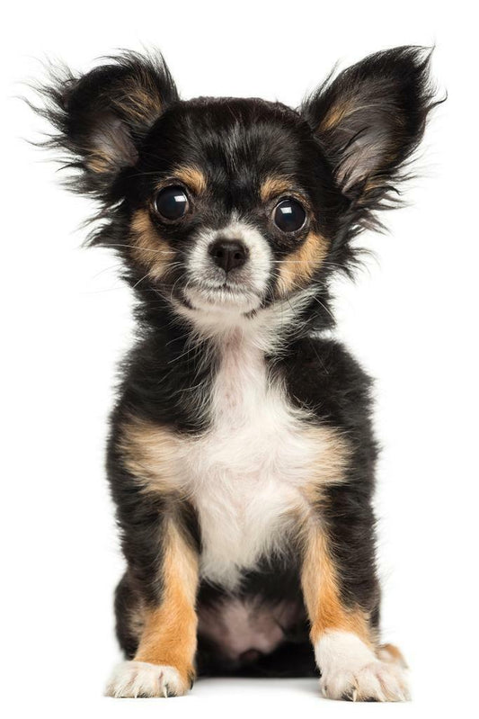 Chihuahua Puppy Posing for the Camera | Cute Dog Photography | Pet Poster - Photography Poster