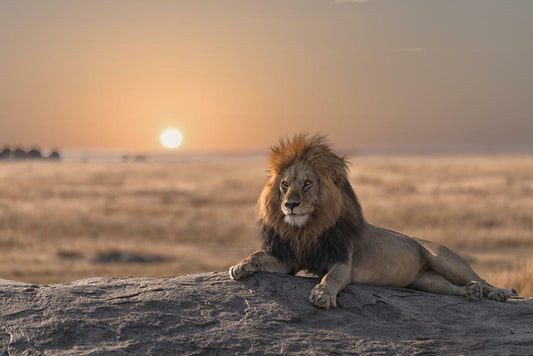 Male Lion Watching Over His Land | African Wildlife Photography | Safari Wall Art Poster - Photography Poster