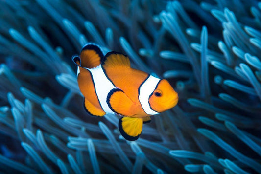 Ocellaris Clownfish in a Sea Anemone | Underwater Photography | Marine Life Poster - Photography Poster