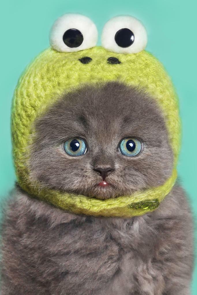 Funny Gray Kitten in a Green Frog Hat | Cute Animal Photography | Humorous Pet Poster - Photography Poster
