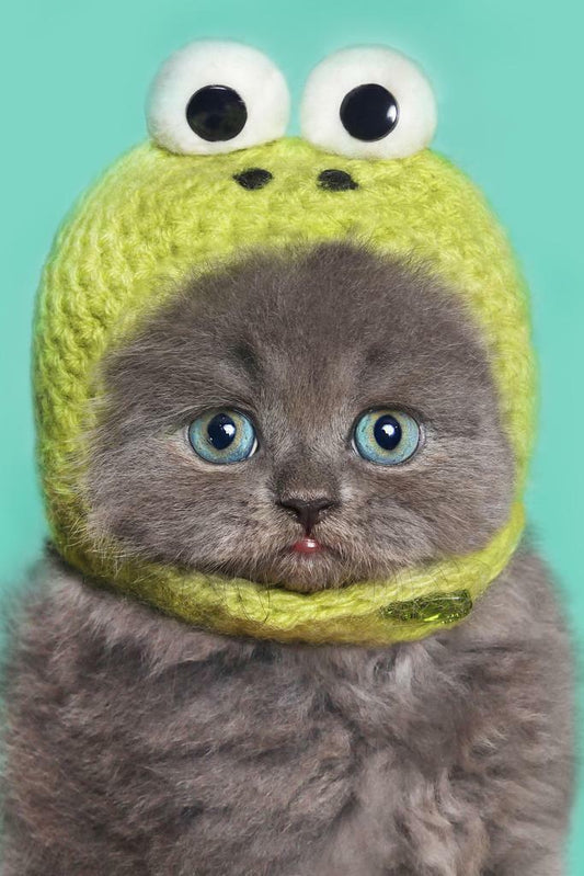 Funny Gray Kitten in a Green Frog Hat | Cute Animal Photography | Humorous Pet Poster - Photography Poster