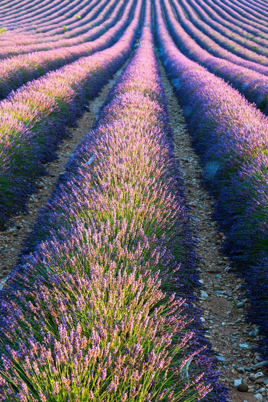 Lavender Field in Full Bloom | Provence France Photography | Floral Landscape Poster - Photography Poster