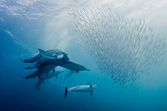 Dolphins Hunting a School of Sardines | Underwater Photography | Marine Wildlife Poster - Photography Poster