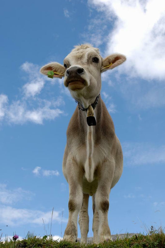 Cow Wearing a Bell Portrait | Farm Animal Photography | Rustic Decor Poster - Photography Poster