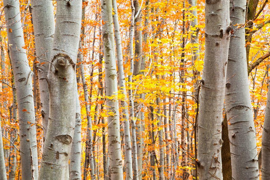 Birch Forest in Autumn | Vibrant Yellow Leaves Photography | Nature Landscape Poster - Photography Poster