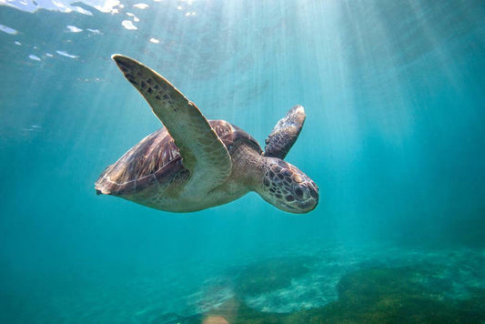 Green Sea Turtle Swimming Through Sun Rays | Underwater Photography | Marine Life Poster - Photography Poster