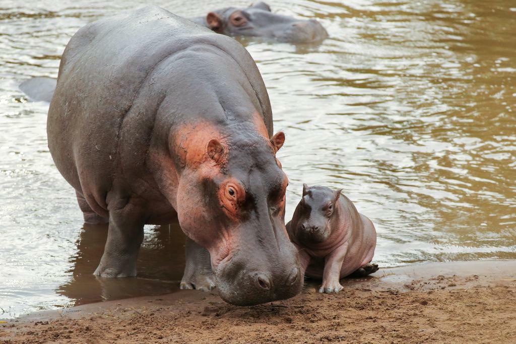 Mother Hippopotamus with Newborn Baby | Wildlife Photography | Animal Poster - Photography Poster