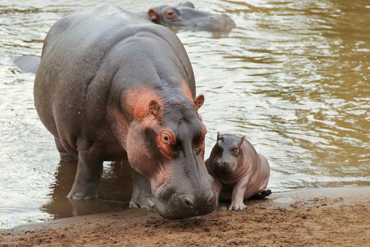 Mother Hippopotamus with Newborn Baby | Wildlife Photography | Animal Poster - Photography Poster