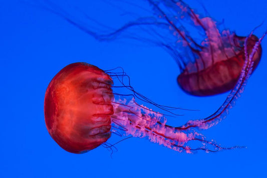 Graceful Jellyfish Swimming Underwater | Marine Life Photography | Ocean Poster - Photography Poster