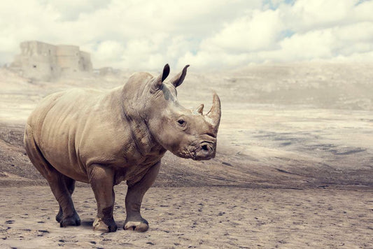 Rhinoceros in the Wild | African Safari Photography | Wildlife Poster - Photography Poster