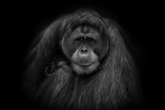 Orangutan Portrait in Black and White | Primate Photography | Animal Poster - Photography Poster