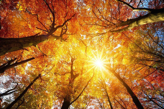 Autumn Sun Shining Through a Tree Canopy | Nature Photography | Forest Poster - Photography Poster