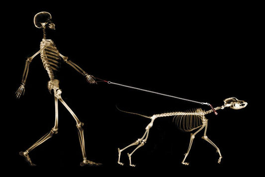 X-Ray of a Dog Pulling its Owner on a Leash | Funny Graphic Art Print | Humorous Pet Poster - Graphic & Art Poster