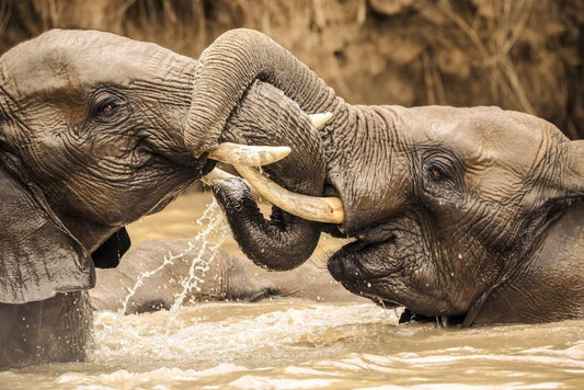 Young Elephants Wrestling | Wildlife Photography | Playful Animal Poster - Photography Poster