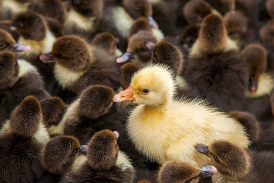 Yellow Duck in a Crowd of Brown Ducks | "Stand Out" Concept Photography | Motivational Poster - Photography Poster