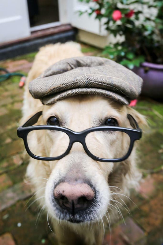 Dog Wearing a Flat Cap and Glasses | Funny Animal Photography | Humorous Pet Poster - Photography Poster